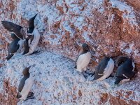 Uria aalge 84, Zeekoet, adult, Saxifraga, Theo Verstrael