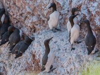 Uria aalge 85, Zeekoet, adult, Saxifraga, Theo Verstrael