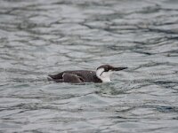 Uria aalge 91, Zeekoet, adult, Saxifraga, Theo Verstrael