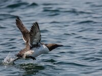 Uria aalge 93, Zeekoet, adult, Saxifraga, Theo Verstrael