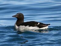 Uria lomvia 12, Kortbekzeekoet, Saxifraga-Bart Vastenhouw