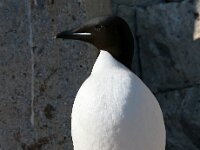 Uria lomvia 16, Kortbekzeekoet, Saxifraga-Bart Vastenhouw