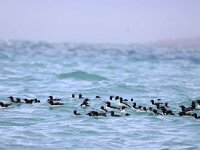 Uria lomvia 28, Kortbekzeekoet, Saxifraga-Bart Vastenhouw