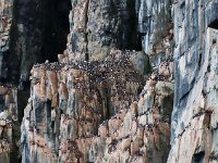 Uria lomvia 29, Kortbekzeekoet, Saxifraga-Bart Vastenhouw