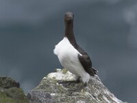 Uria lomvia 5, Kortbekzeekoet, Saxifraga-Peter Stein