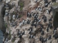 Uria lomvia 6, Kortbekzeekoet, Saxifraga-Peter Stein