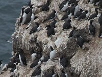 Uria lomvia 7, Kortbekzeekoet, Saxifraga-Peter Stein