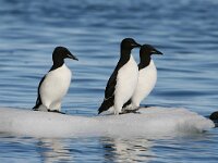 Uria lomvia 9, Kortbekzeekoet, Saxifraga-Bart Vastenhouw