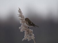 Acanthis cabaret 3, Kleine barmsijs, Saxifraga-Luuk Vermeer