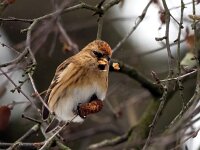 Acanthis cabaret 33, Kleine barmsijs, Saxifraga-Bart Vastenhouw