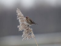 Acanthis cabaret 4, Kleine barmsijs, Saxifraga-Luuk Vermeer