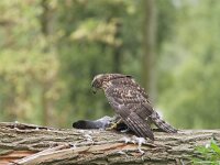 Accipiter gentilis 11, juvenile, Havik, Saxifraga-Martin Mollet