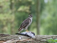 Accipiter gentilis 17, adult, Havik, Saxifraga-Martin Mollet