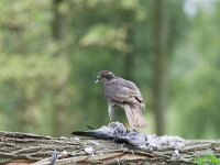 Accipiter gentilis 19, adult, Havik, Saxifraga-Martin Mollet