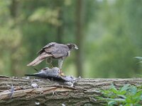 Accipiter gentilis 20, adult, Havik, Saxifraga-Martin Mollet