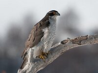 Accipiter gentilis 29, Havik, Saxifraga-Joerg Mager
