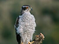 Accipiter gentilis 40, Havik, Saxifaga-Bart Vastenhouw