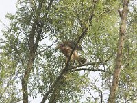 Accipiter gentilis 8, juvenile, Havik, Saxifraga-Martin Mollet