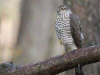 Accipiter nisus 134, Sperwer, Saxifraga-Luuk Vermeer
