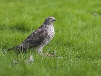 Accipiter nisus 17, Sperwer, Saxifraga-Martin Mollet