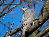 Accipiter nisus 184, Sperwer, Saxifraga-Bart Vastenhouw