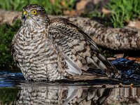 Accipiter nisus 188, Sperwer, adult female, Saxifraga-Theo Verstrael