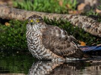 Accipiter nisus 189, Sperwer, adult female, Saxifraga-Theo Verstrael