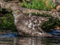 Accipiter nisus 193, Sperwer, adult female, Saxifraga-Theo Verstrael
