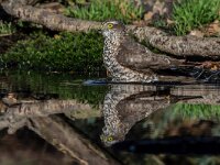 Accipiter nisus 199, Sperwer, adult female, Saxifraga-Theo Verstrael