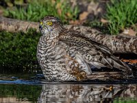 Accipiter nisus 200, Sperwer, adult female, Saxifraga-Theo Verstrael