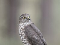 Accipiter nisus 201, Sperwer, Saxifraga-Luuk Vermeer
