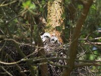 Accipiter nisus 22, Sperwer, Saxifraga-Martin Mollet