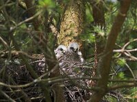 Accipiter nisus 24, Sperwer, Saxifraga-Martin Mollet