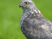 Accipiter nisus 25, Sperwer, Saxifraga-Martin Mollet