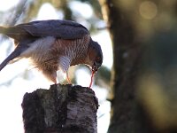 Accipiter nisus 32, Sperwer, Saxifraga-Martin Mollet