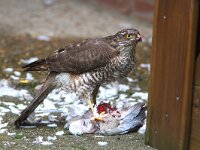 Accipiter nisus 4, Sperwer, juvenile, female, Saxifraga-Martin Mollet