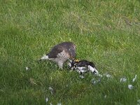 Accipiter nisus 5, Sperwer, Saxifraga-Martin Mollet
