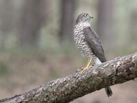 Accipiter nisus 77, Sperwer, Saxifraga-Luuk Vermeer