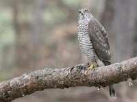 Accipiter nisus 84, Sperwer, Saxifraga-Luuk Vermeer