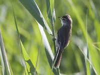 Acrocephalus agricola 2, Veldrietzanger, Saxifraga-Mark Zekhuis