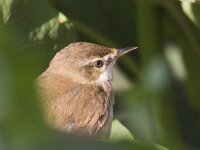 Acrocephalus agricola 3, Veldrietzanger, Saxifraga-Mark Zekhuis