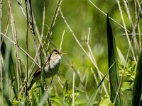 Acrocephalus dumetorum 3, Struikrietzanger, adult, male, Saxifraga-Theo Verstrael