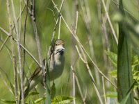 Acrocephalus dumetorum 4, Struikrietzanger, adult, male, Saxifraga-Theo Verstrael