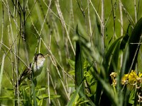 Acrocephalus dumetorum 5, Struikrietzanger, adult, male, Saxifraga-Theo Verstrael