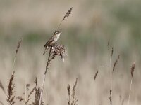 Acrocephalus schoenobaenus 12, Rietzanger, Saxifraga-Peter Meininger
