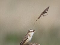 Acrocephalus schoenobaenus 14, Rietzanger, Saxifraga-Peter Meininger