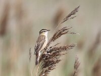 Acrocephalus schoenobaenus 15, Rietzanger, Saxifraga-Peter Meininger