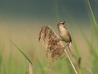 Acrocephalus schoenobaenus 16, Rietzanger, Saxifraga-Joerg Mager