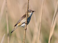 Acrocephalus schoenobaenus 17, Rietzanger, Saxifraga-Bart Vastenhouw