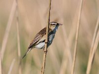 Acrocephalus schoenobaenus 18, Rietzanger, Saxifraga-Bart Vastenhouw
